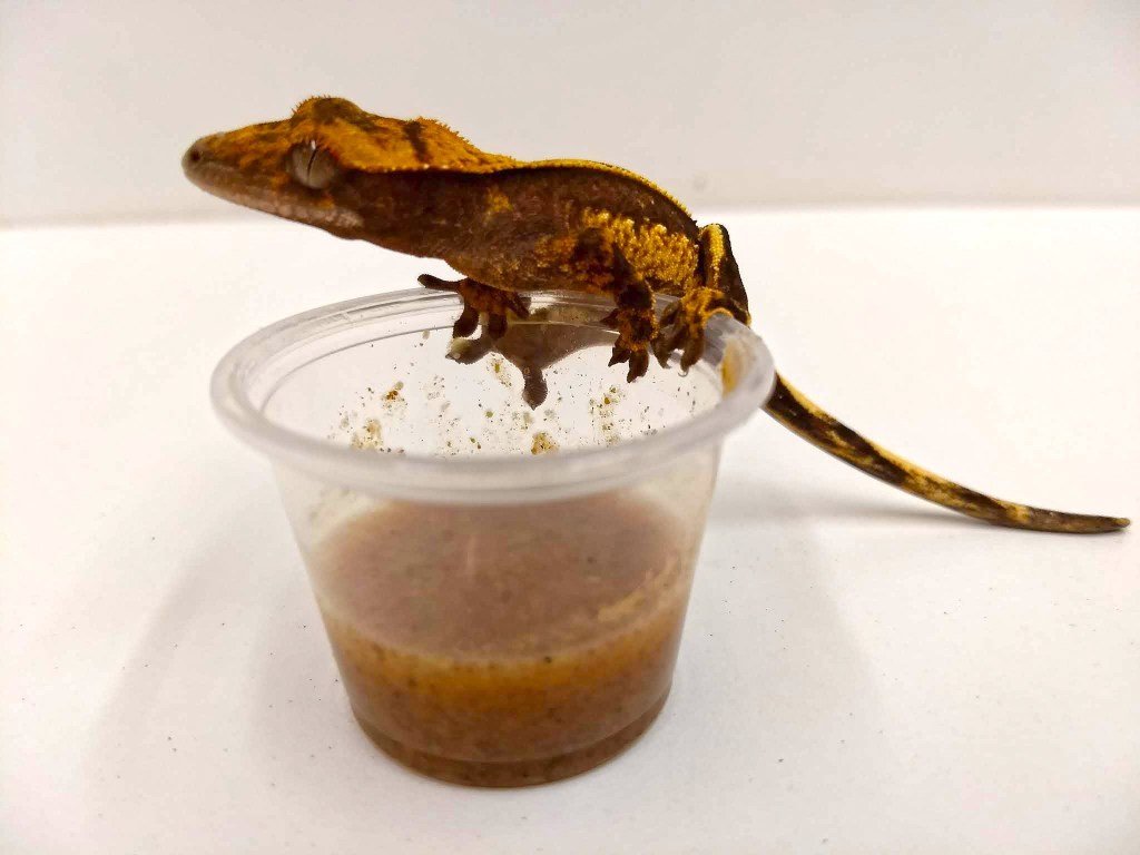 Tắc Kè Crested Gecko - Người bạn đồng hành tuyệt vời dành cho người mới chơi bò sát 1 Tắc Kè Crested Gecko - Người bạn đồng hành tuyệt vời dành cho người mới chơi bò sát 1