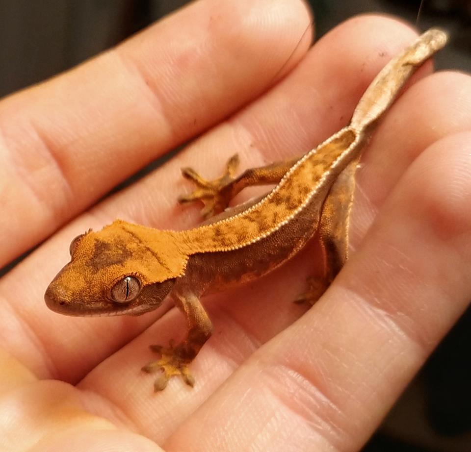 Tắc Kè Crested Gecko - Người bạn đồng hành tuyệt vời dành cho người mới chơi bò sát 3 Tắc Kè Crested Gecko - Người bạn đồng hành tuyệt vời dành cho người mới chơi bò sát 3