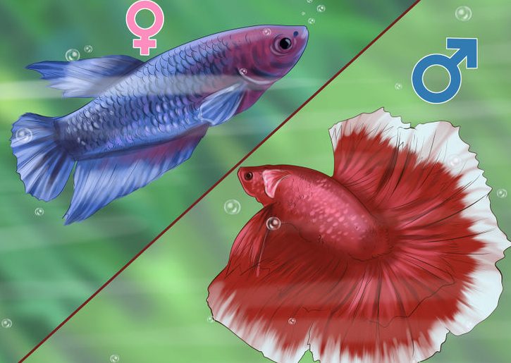 Cách chăm sóc cá chọi Betta lên màu đẹp nhất 3 Cách chăm sóc cá chọi Betta lên màu đẹp nhất 3