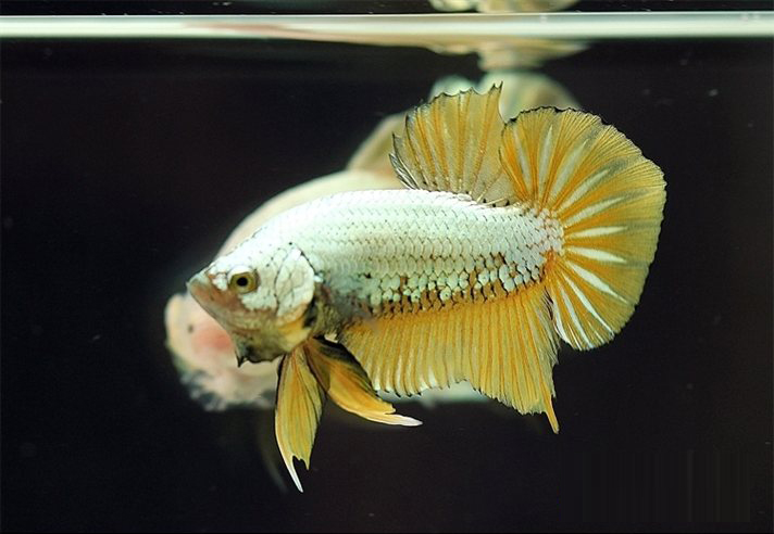 Cách chăm sóc cá chọi Betta lên màu đẹp nhất 5 Cách chăm sóc cá chọi Betta lên màu đẹp nhất 5