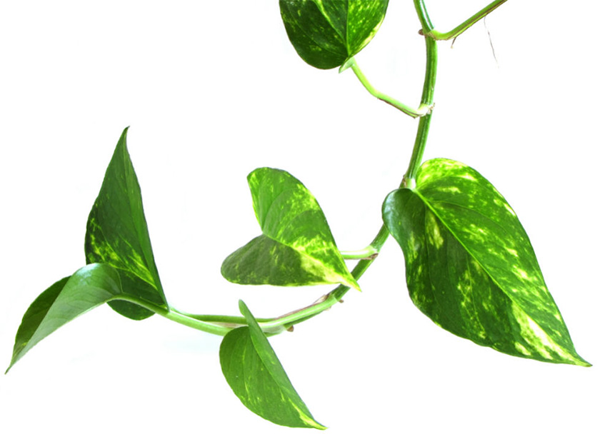 Hướng Dẫn Cách Làm Hồ Cạn Vivarium Nuôi Ếch Cây 6 Hướng Dẫn Cách Làm Hồ Cạn Vivarium Nuôi Ếch Cây
