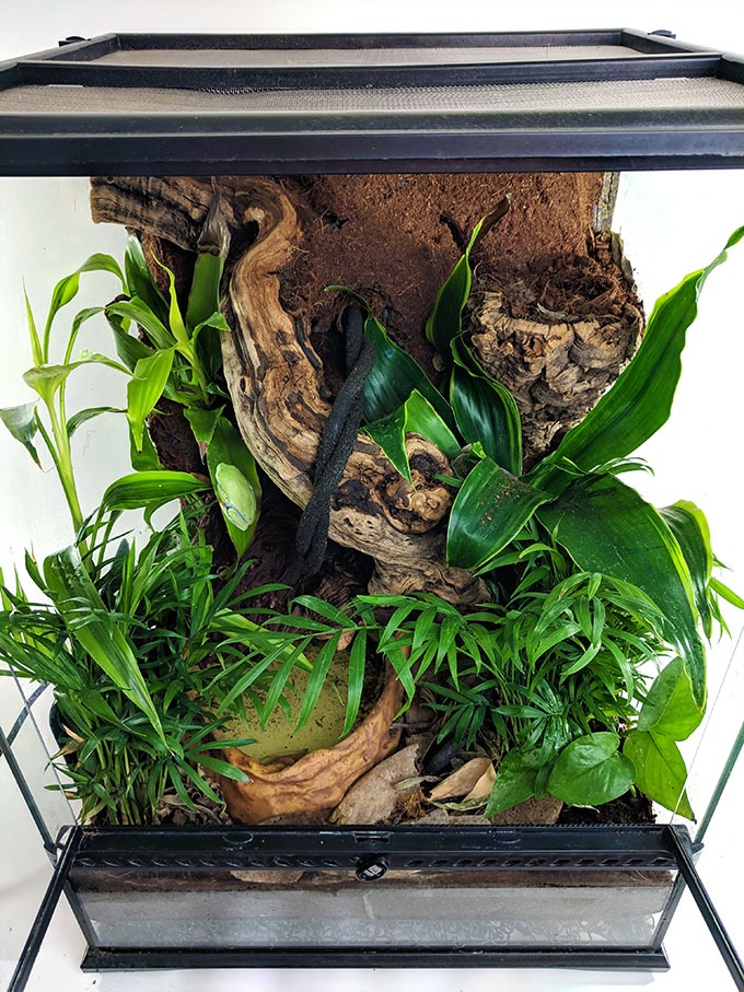 Hướng Dẫn Cách Làm Hồ Cạn Vivarium Nuôi Ếch Cây 10 Hướng Dẫn Cách Làm Hồ Cạn Vivarium Nuôi Ếch Cây