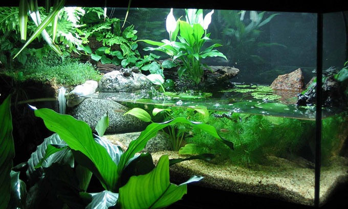 Hướng Dẫn Cách Nuôi Cóc Lửa Cơ Bản Nhất 1 Hướng Dẫn Cách Nuôi Cóc Lửa Cơ Bản Nhất 1