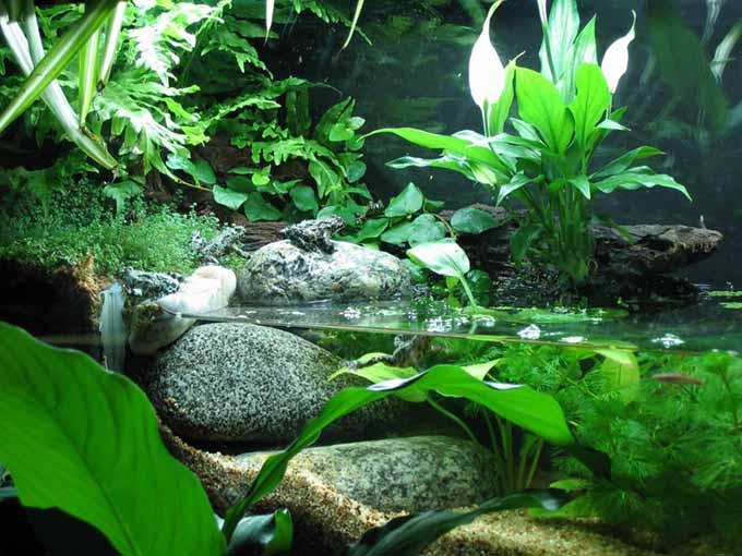 Hướng Dẫn Cách Nuôi Cóc Lửa Cơ Bản Nhất 2 Hướng Dẫn Cách Nuôi Cóc Lửa Cơ Bản Nhất 2