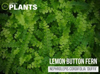 Tổng Hợp Những Loại Dương Xỉ Bán Cạn 12 Tổng Hợp Những Loại Dương Xỉ Bán Cạn 12