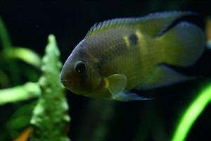 Cách Làm Hồ Thủy Sinh Của Bạn Phát Triển Ổn Định Với 3 Bước Cơ Bản 9 Cách Làm Hồ Thủy Sinh Của Bạn Phát Triển Ổn Định Với 3 Bước Cơ Bản 9