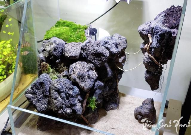 Hướng Dẫn Làm Bể Bán Cạn Mini Với Các Bước Đơn Giản 7 Hướng Dẫn Làm Bể Bán Cạn Mini Với Các Bước Đơn Giản 7