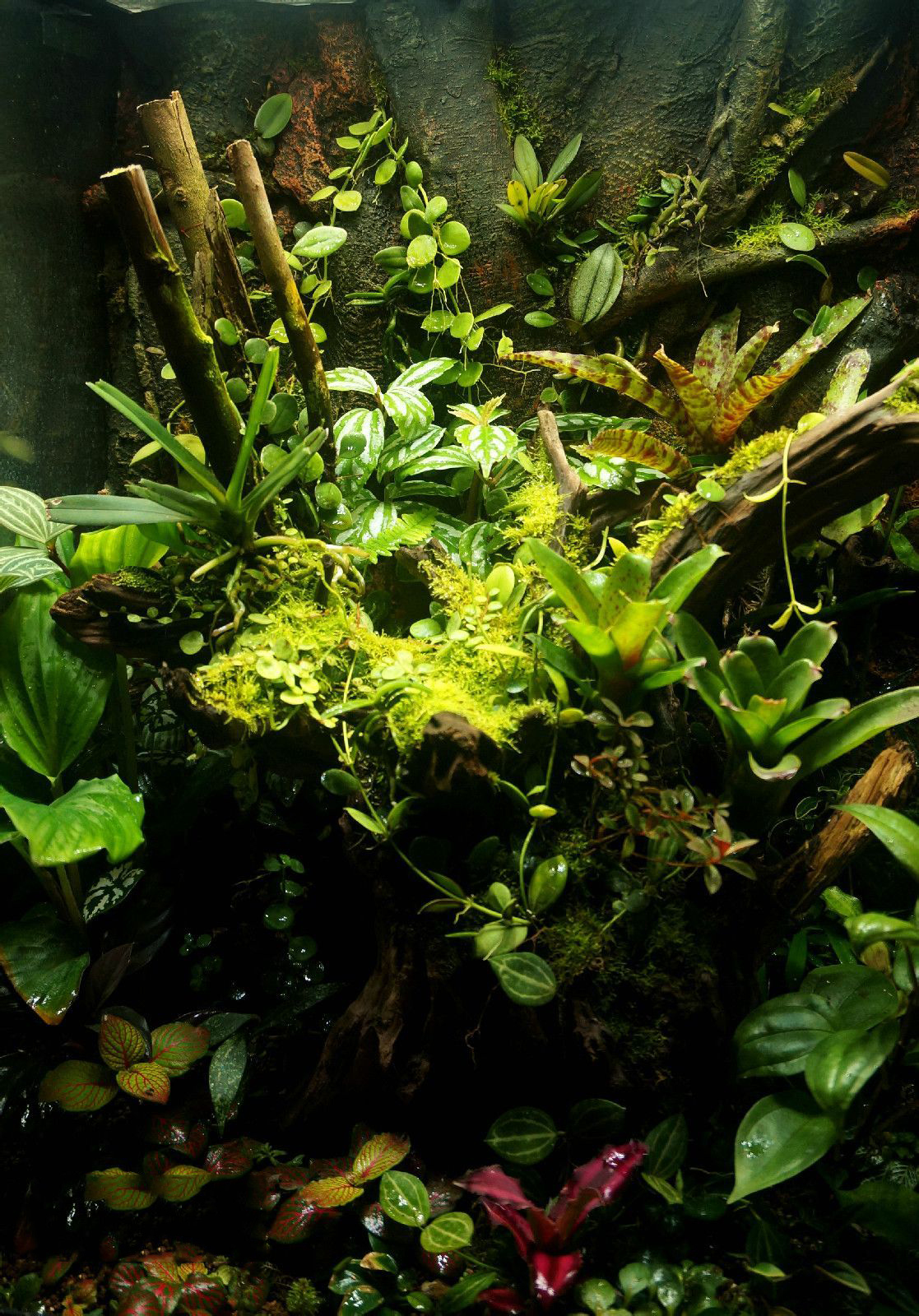 Kiến Thức Cơ Bản Về Bể Bán Cạn Rừng Nhiệt Đới Vivarium 6 Kiến Thức Cơ Bản Về Bể Bán Cạn Rừng Nhiệt