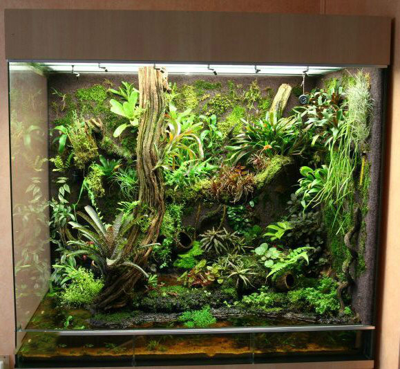 Kiến Thức Cơ Bản Về Bể Bán Cạn Rừng Nhiệt Đới Vivarium 7 Kiến Thức Cơ Bản Về Bể Bán Cạn Rừng Nhiệt
