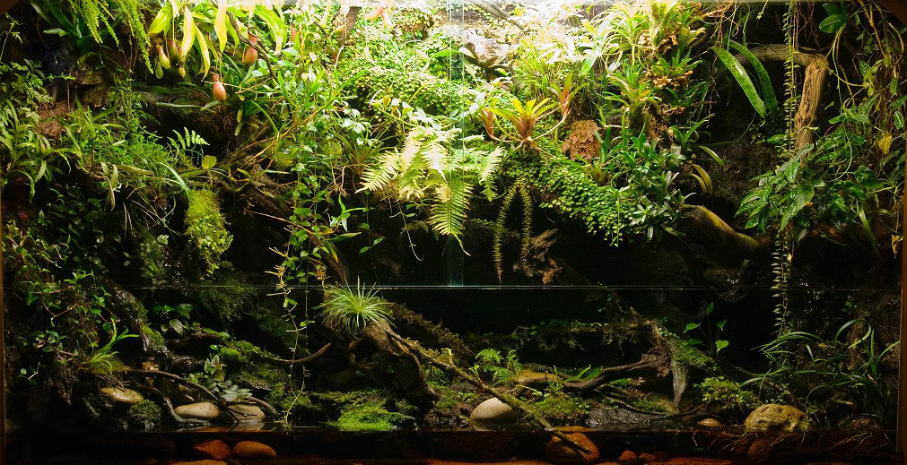 Kiến Thức Cơ Bản Về Bể Bán Cạn Rừng Nhiệt Đới Vivarium 9 Kiến Thức Cơ Bản Về Bể Bán Cạn Rừng Nhiệt