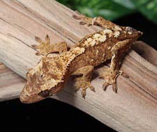 Tắc Kè Crested Gecko - Người bạn đồng hành tuyệt vời dành cho người mới chơi bò sát 9