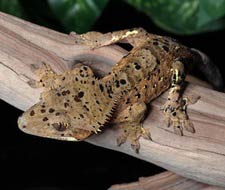 Tắc Kè Crested Gecko - Người bạn đồng hành tuyệt vời dành cho người mới chơi bò sát 5