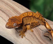 Tắc Kè Crested Gecko - Người bạn đồng hành tuyệt vời dành cho người mới chơi bò sát 4