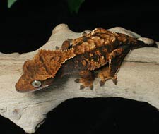 Tắc Kè Crested Gecko - Người bạn đồng hành tuyệt vời dành cho người mới chơi bò sát 10