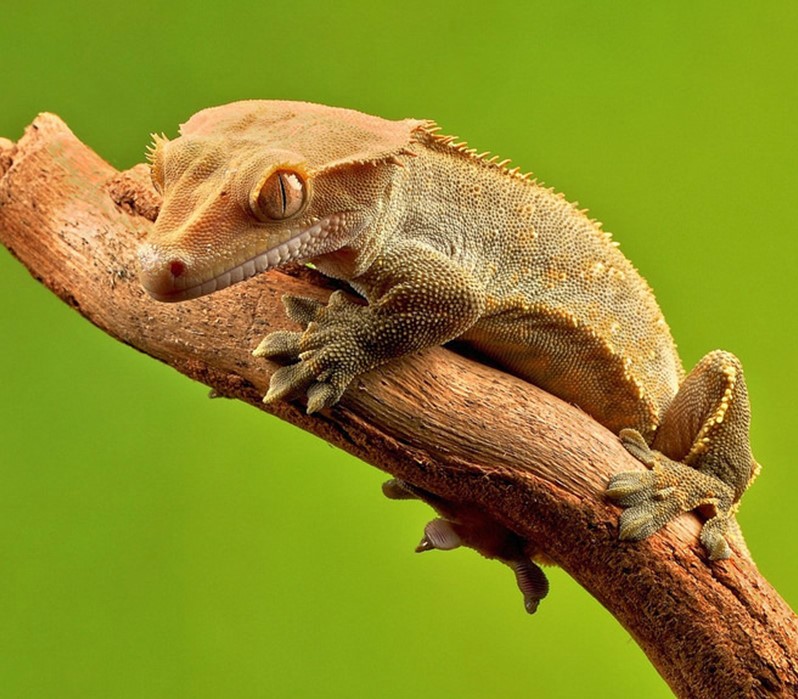 Tắc Kè Crested Gecko - Người bạn đồng hành tuyệt vời dành cho người mới chơi bò sát