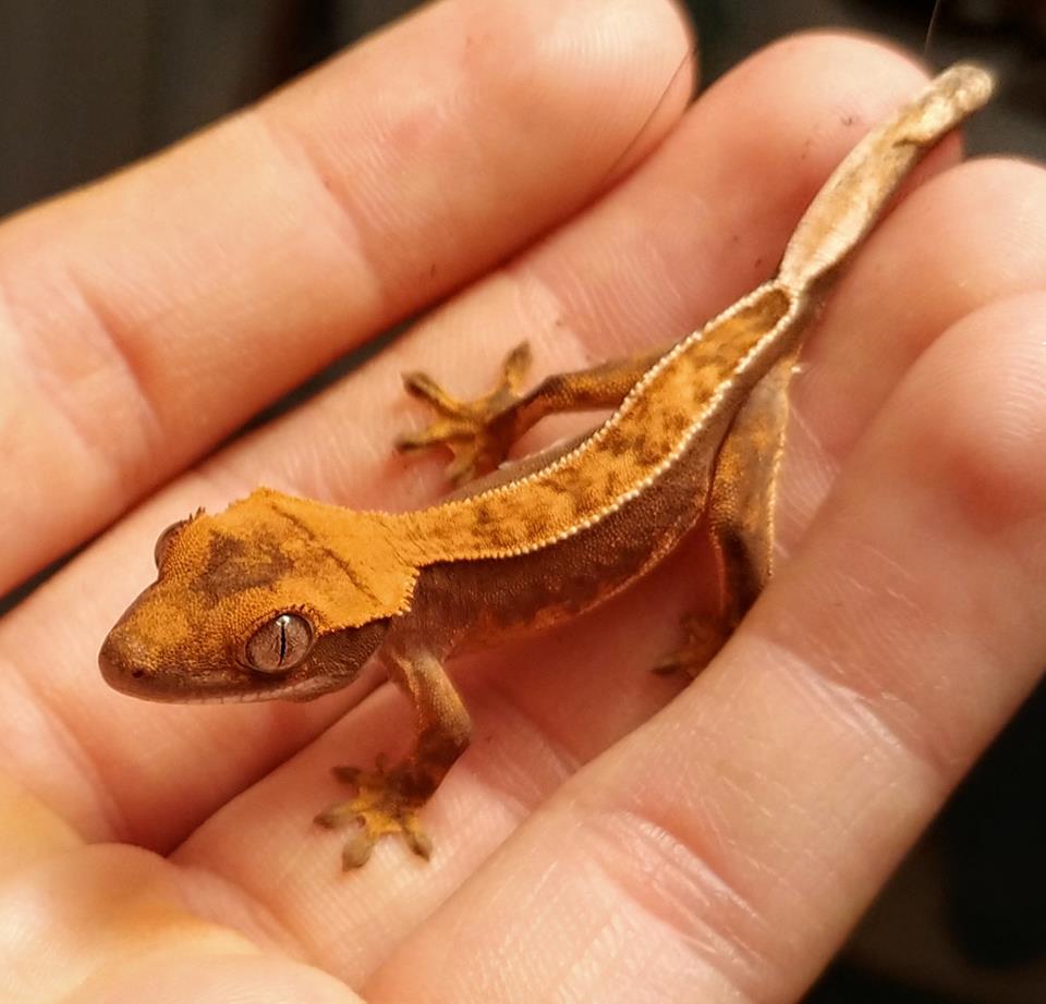 Tắc Kè Crested Gecko - Người bạn đồng hành tuyệt vời dành cho người mới chơi bò sát