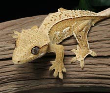 Tắc Kè Crested Gecko - Người bạn đồng hành tuyệt vời dành cho người mới chơi bò sát 3