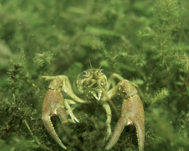 Hướng dẫn cách nuôi tôm cảnh Crayfish