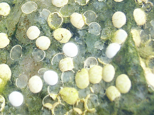Phương pháp xử lý và làm sạch trứng ốc cảnh trong bể cá 1
