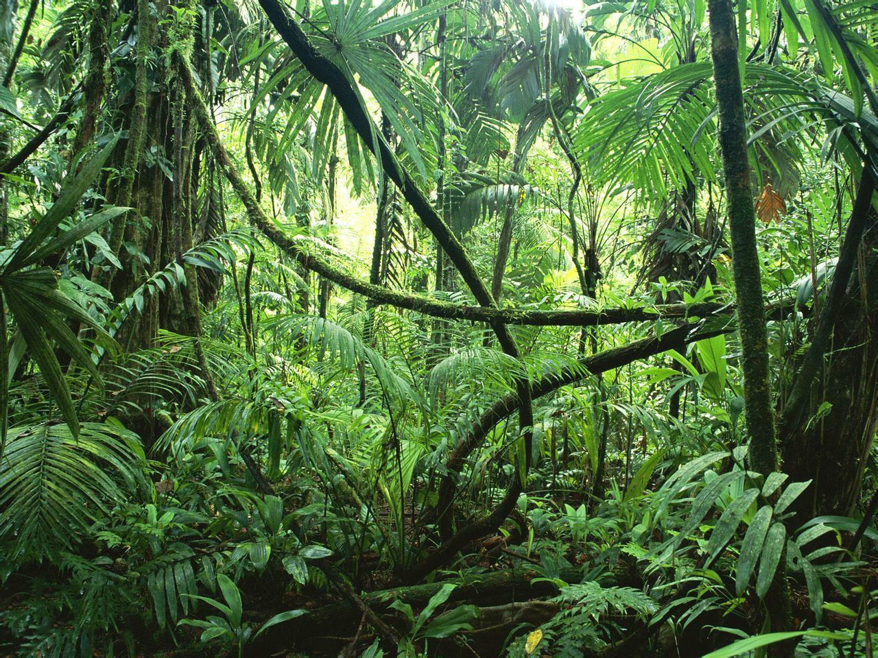Em hãy phân tích các thành phần có trong Hệ sinh thái rừng mưa nhiệt đới  câu hỏi 950549  hoidap247com