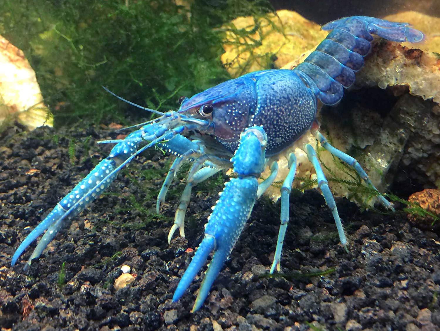 Hướng dẫn cách nuôi tôm cảnh Crayfish