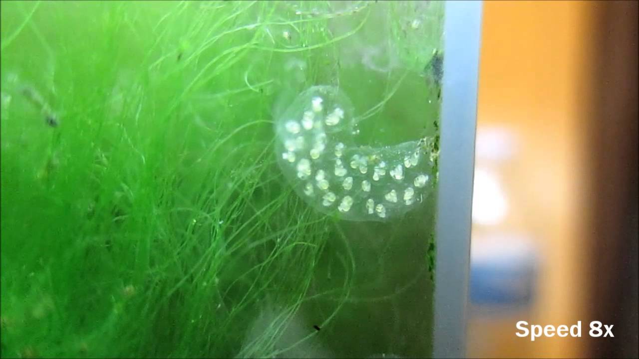 Phương pháp xử lý và làm sạch trứng ốc cảnh trong bể cá 1