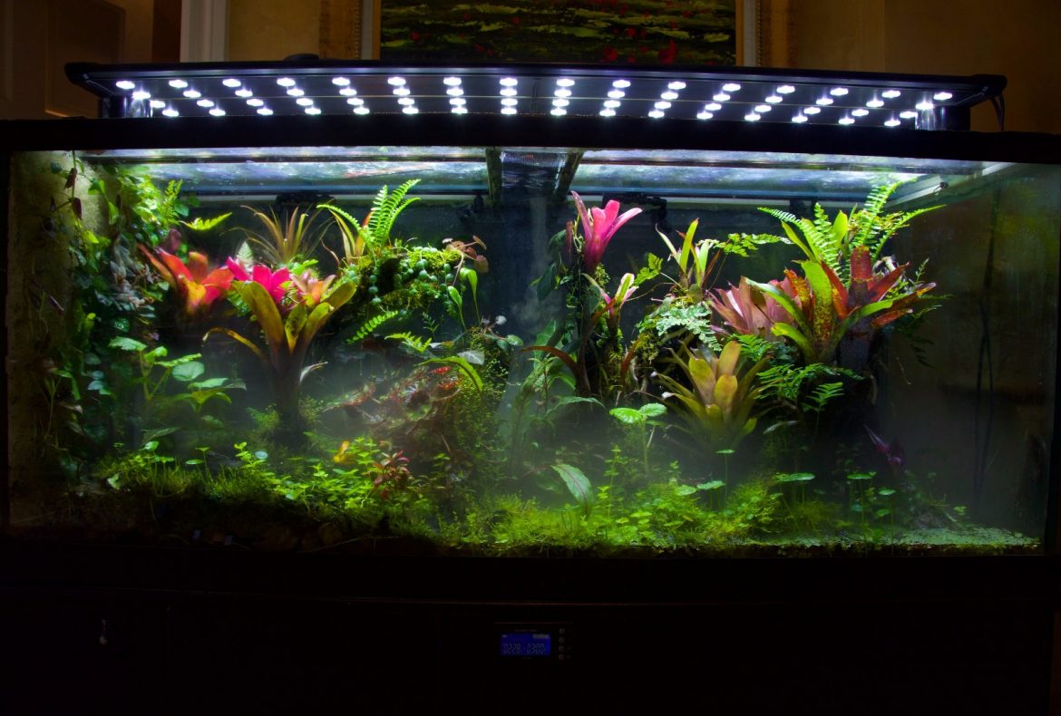 Kiếm thức cơ bản về bể bán cạn rừng mưa nhiệt đới