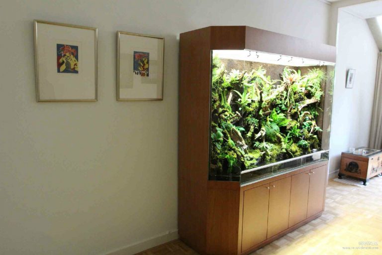 Kiếm thức cơ bản về bể bán cạn rừng mưa nhiệt đới