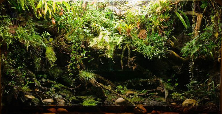 Kiếm thức cơ bản về bể bán cạn rừng mưa nhiệt đới