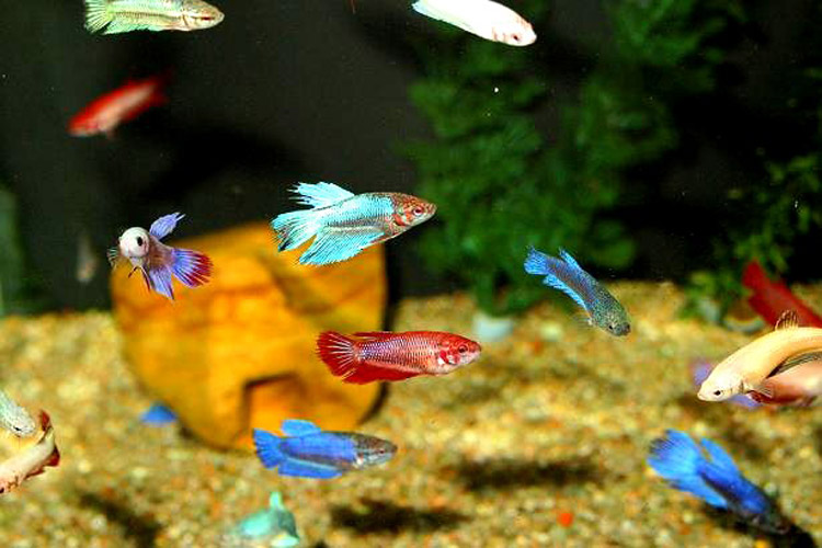 Cá betta bột mới nở cho ăn gì? Cách nuôi cá betta bột mới nở 2 Cá betta bột mới nở cho ăn gì? Cách nuôi cá betta bột mới nở