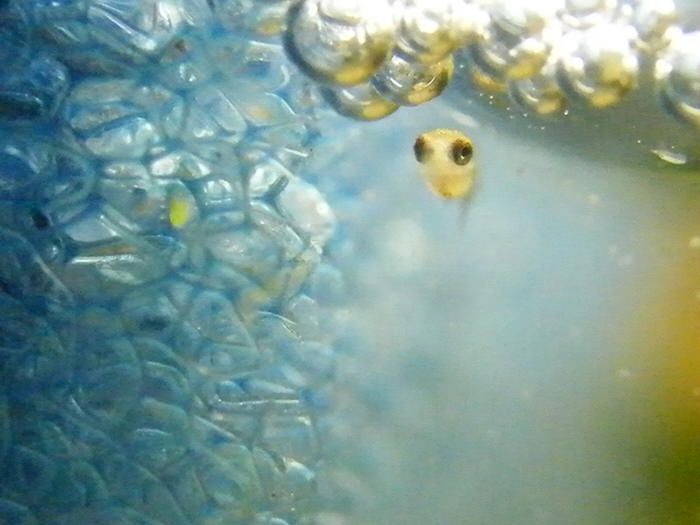 Cá betta bột mới nở cho ăn gì? Cách nuôi cá betta bột mới nở 1 Cá betta bột mới nở cho ăn gì? Cách nuôi cá betta bột mới nở