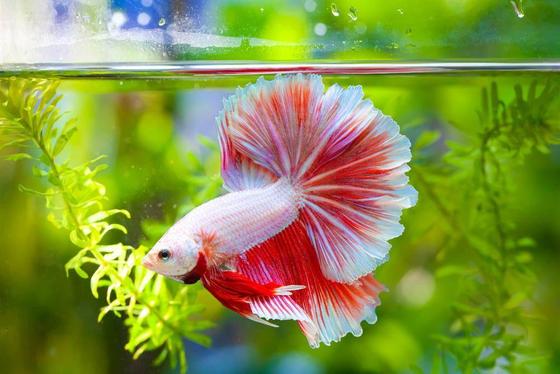 Cách nuôi cá betta, những vấn đề cần chú ý khi nuôi cá betta 3 Cách nuôi cá betta, những vấn đề cần chú ý khi nuôi cá betta