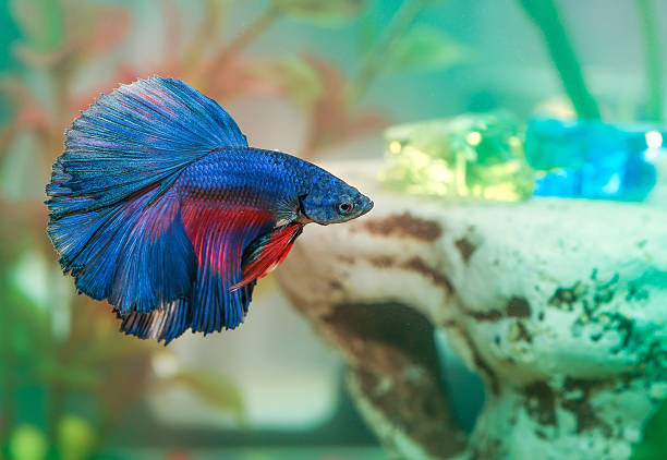 Cách nuôi cá betta, những vấn đề cần chú ý khi nuôi cá betta 1 Cách nuôi cá betta, những vấn đề cần chú ý khi nuôi cá betta 1