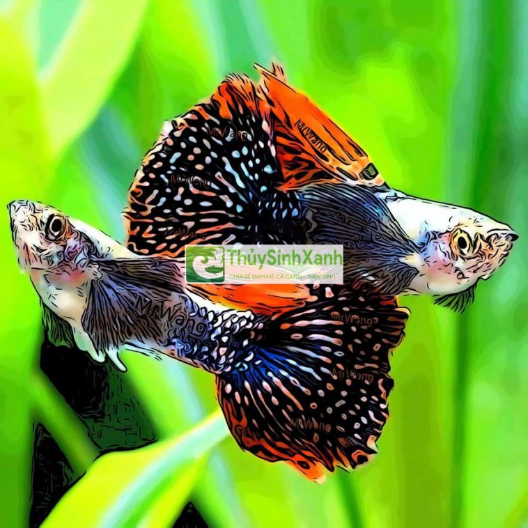 18 Cách nuôi cá bảy màu con mau lớn lên màu đẹp không bị chết 2021