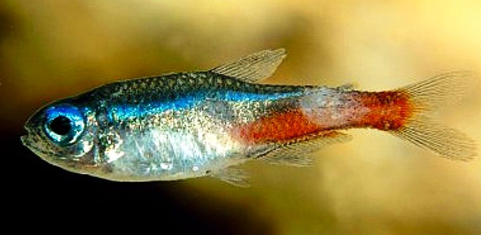 bệnh Tetra Neon, bệnh thối vây, cá mất màu, cá neon, các bệnh của cá neon, cá bị cong xương sống, cá sình bụng, cá neon vua