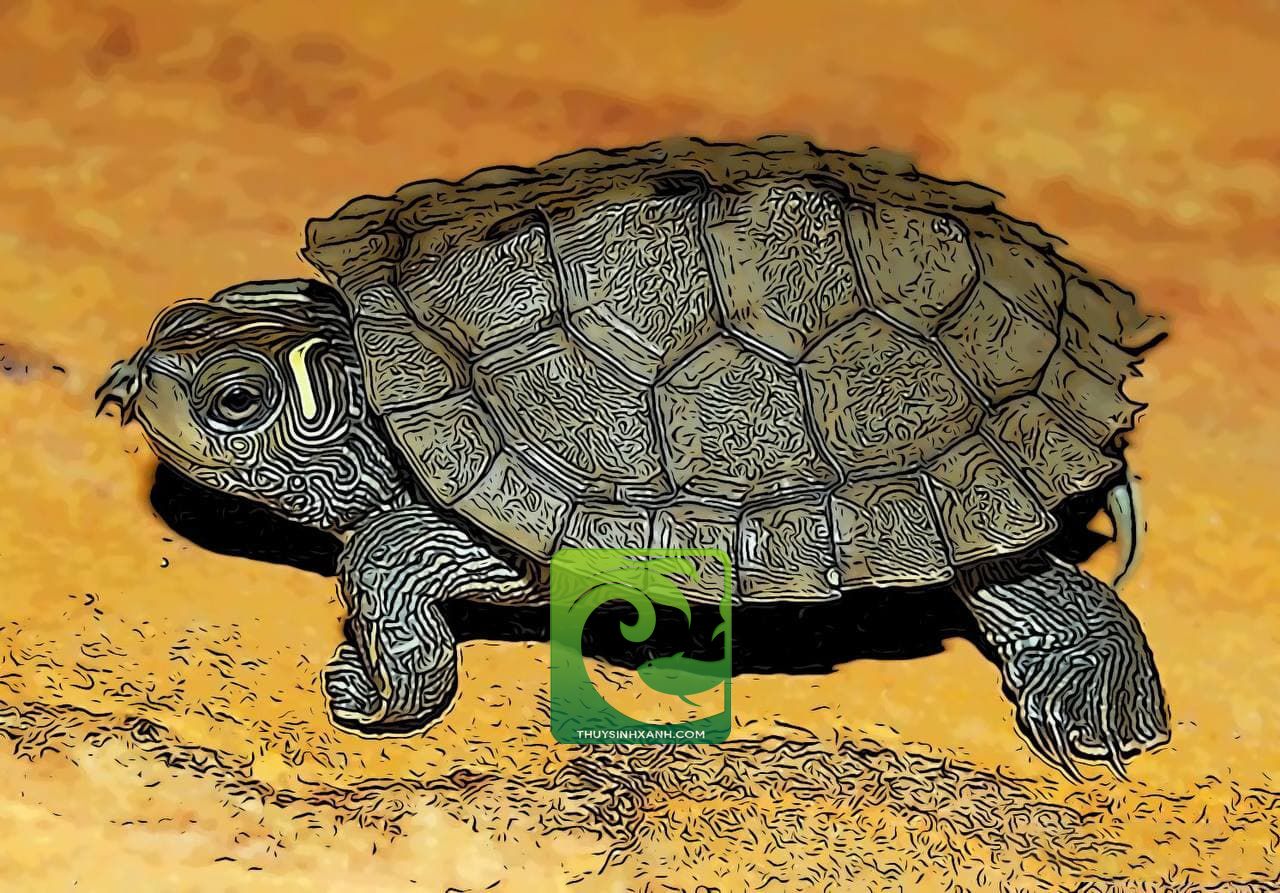Cách nuôi rùa bản đồ mississippi dành cho người mới 2021 1