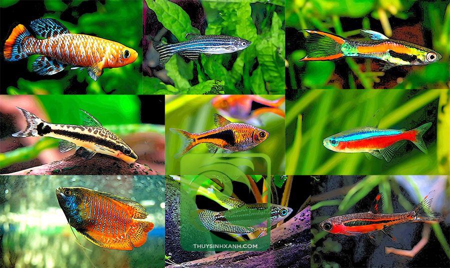 15 Loài cá cảnh nhỏ cho bể cá mini siêu đẹp 2021 1