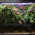 Kiến Thức Cơ Bản Về Bể Bán Cạn Rừng Nhiệt Đới Vivarium 2021