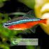 Bệnh tetra neon căn bệnh nguy hiểm khi nuôi cá 2021