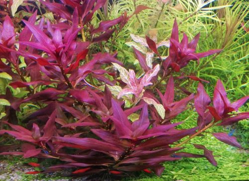 Cây cắt cắm không cần CO2